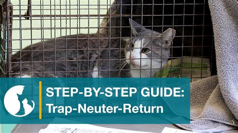 Čo Je To Program Trap-Neuter-Return?